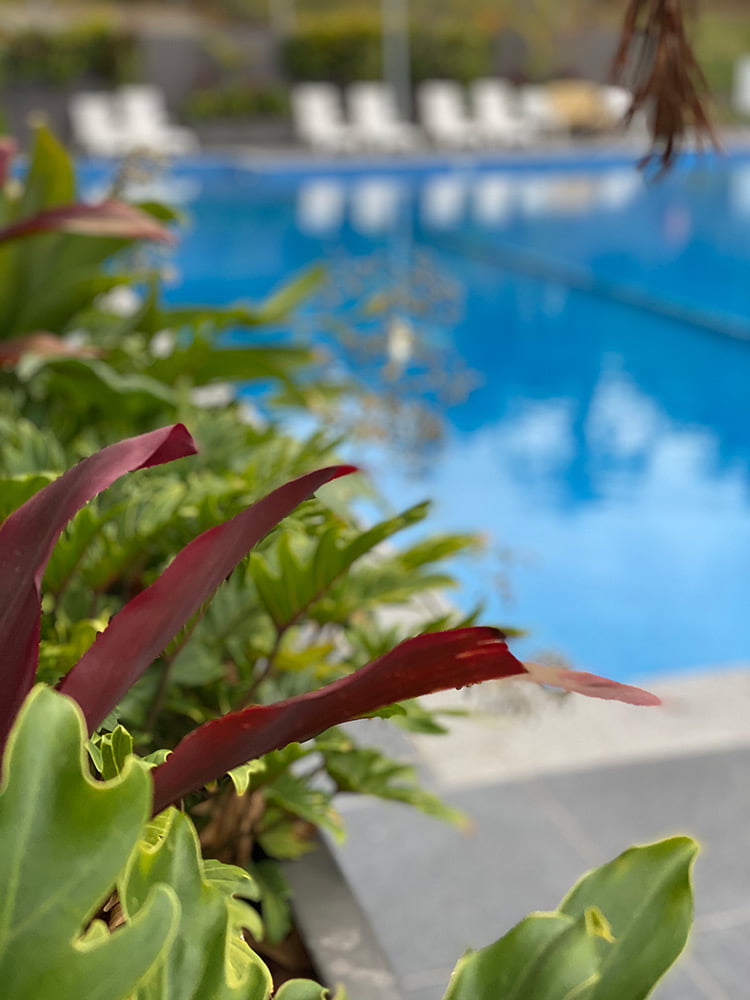 Plants and resort swimming pool